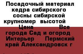 Посадочный материал кедра сибирского (сосны сибирской) крупномер, высотой 3-3.5  › Цена ­ 19 800 - Все города Сад и огород » Интерьер   . Пермский край,Александровск г.